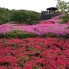 魚魚の宿上の公園　ツツジがただいま満開です