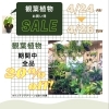 4／24〜26 観葉植物SALE‼️