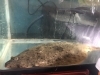 港町直送の旬魚「金谷市場直送の活！ひらめ」