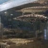 鎧をまとう古代魚！「ガー」のかっこよさ【湖畔の体験スポットかすみがうら市水族館】