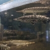 鎧をまとう古代魚！「ガー」のかっこよさ【湖畔の体験スポットかすみがうら市水族館】