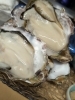 雪解け牡蠣「【魚も酒も自ら厳選する瑞江の小料理屋】」