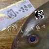 関イサキ入荷致しました！