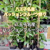 今年の苗　販売分は早くも残り15　　「八王子名産　八王子特産　八王子産パッションフルーツの苗　は早くも残り15　になりました。迷っている方、ラストチャンス！　東京都八王子市八日町2-3　八王子スカイホテル1F　802SKYSHOP.」