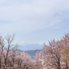 北塩原村・桜峠へ　3000本の大山桜と風に舞う桜吹雪