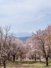 飯豊連峰を望む「北塩原村・桜峠へ　3000本の大山桜と風に舞う桜吹雪」