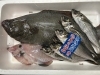 獲れたて直送！贅沢な鮮魚「本日も鮮魚たっぷり入荷しました！」