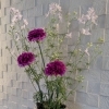 今週のお花🌸