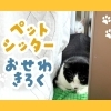 【シッター日誌】人見知り猫ちゃんズのお世話レポート