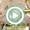 【ショート動画公開情報㉙】羅生門さくらまつり