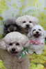 トイプードルの太輔くん＆陽葵ちゃん＆ミックス犬の杏子ちゃん＆ららちゃんのトリミング「太輔くん＆陽葵ちゃん＆杏子ちゃん＆ららちゃん♪ 春色フラワー背景で仲良しフォーショットフォト！」