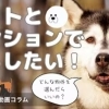 【ハナイの動画コラム】ペットとマンションで暮らしたい！押さえたい物件への視点とは？