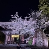 夜桜さんぽでリフレッシュ🌸春のお出かけ前後はふわーるへ
