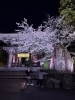 夜にしっとり咲く桜「夜桜さんぽでリフレッシュ🌸春のお出かけ前後はふわーるへ」