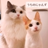 猫好きセラピストの癒し時間🐾タイ古式×リンパマッサージ×よもぎ蒸しサロン