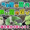 タネ屋が作る苗つくり! 良い苗・悪い苗の見分け方を、新たな視点でお伝えします。　たねのハシモトミヤ