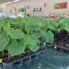JA八千代市野菜苗販売開始！