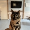 サビ猫姉妹のチャーとハン🐾