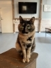 ちゃー「サビ猫姉妹のチャーとハン🐾」