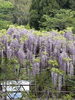 「ふじの花」