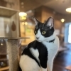 和菓子兄弟🍡白黒猫のおはぎ