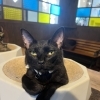 和菓子兄弟🍘黒猫のこしあん