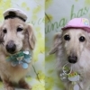 ミニチュアダックスのゴンくん＆ゆずちゃん♪ 春色フラワー背景でセーラー＆ひよこチャームフォト！