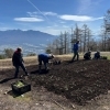 入笠すずらん山野草公園（標高1,780m）で、ドイツすずらんの植え戻し作業を行いました
