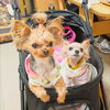 オフ＆うどんちゃん「今日のお友達」