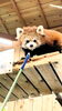 僕の初めての餌やりを食べてくれたレッサーパンダのコナツちゃん「【 伊豆シャボテン動物公園 】」