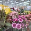 5月10日は母の日！感謝の気持を込めて、お花を贈りませんか。