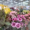 5月10日は母の日！感謝の気持を込めて、お花を贈りませんか。
