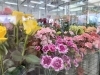 「5月10日は母の日！感謝の気持を込めて、お花を贈りませんか。」