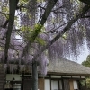 【臨時休業のお知らせ】4月28日はお休みをいただきます／藤の花が咲き始めました🌿