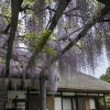 【臨時休業のお知らせ】4月28日はお休みをいただきます／藤の花が咲き始めました🌿