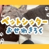 【シッター日誌】お留守番で見せてくれた、江戸川区で暮らす猫ちゃんの意外な素顔
