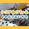 【高齢猫のケア】飼い主さまと“うちの子”の心に寄り添うお世話