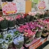 母の日に！カーネーション販売開始