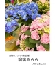 島根のアジサイ新品種【瑠璃るらら】入荷しました！ | casa fiore