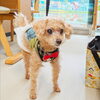 ナッピーちゃん「今日のお友達」