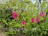 「今月の♡わかちあいの会♡のお知らせ」