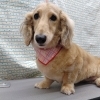 ハーブ湯🌿【どっぐさろんあきゅ　小型犬専門　トリミング　ペットサロン　京都市南区上鳥羽】