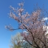大通公園の桜も咲いています