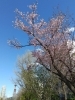 ❶５丁目南側　エゾヤマザクラ　「大通公園の桜も咲いています」