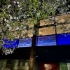 夜桜とカクテル🍸他には無いお花見を愉しんでみませんか　  小樽のカクテル　ショットバー・ハーフトーン