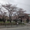 天上寺さんの桜