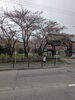 「天上寺さんの桜」