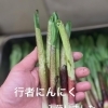 立派な行者にんにくが入りました✨