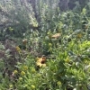 臨時休業のお知らせ