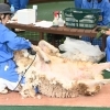 5月10日（日）ヒツジの毛刈りを行います！